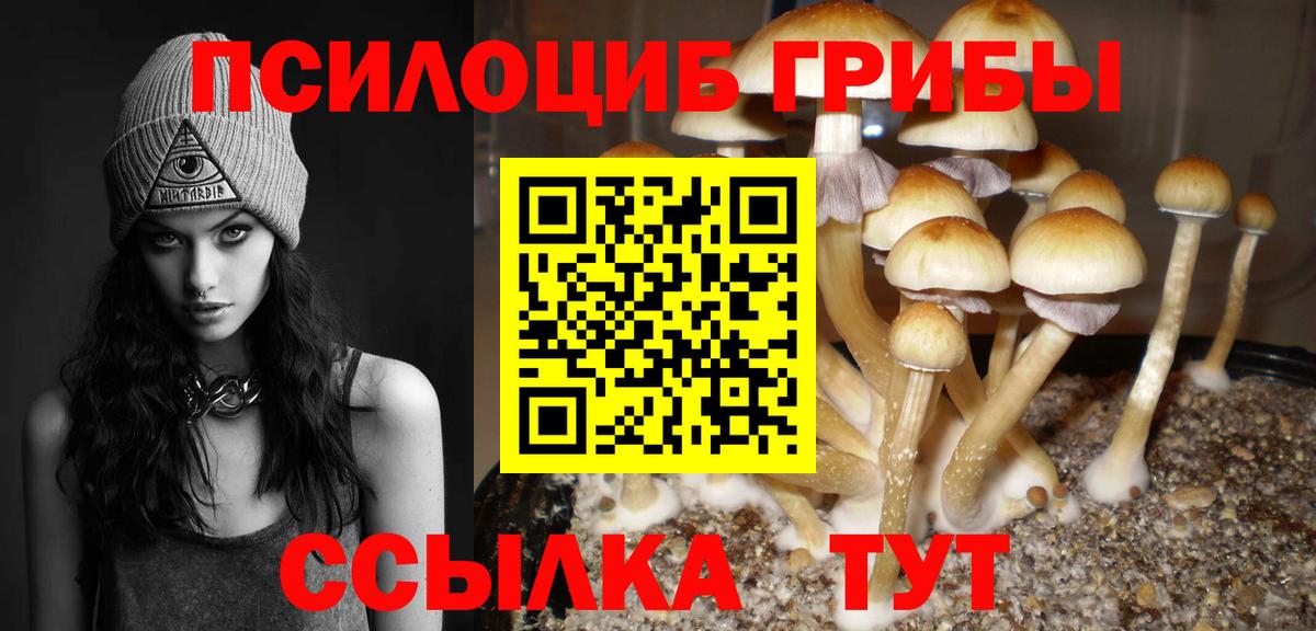 Галлюциногенные грибы Psilocybine cubensis  Псилоцибиновые грибы MAGIC MUSHROOMS  Шали  сколько стоит  Вход с VPN 